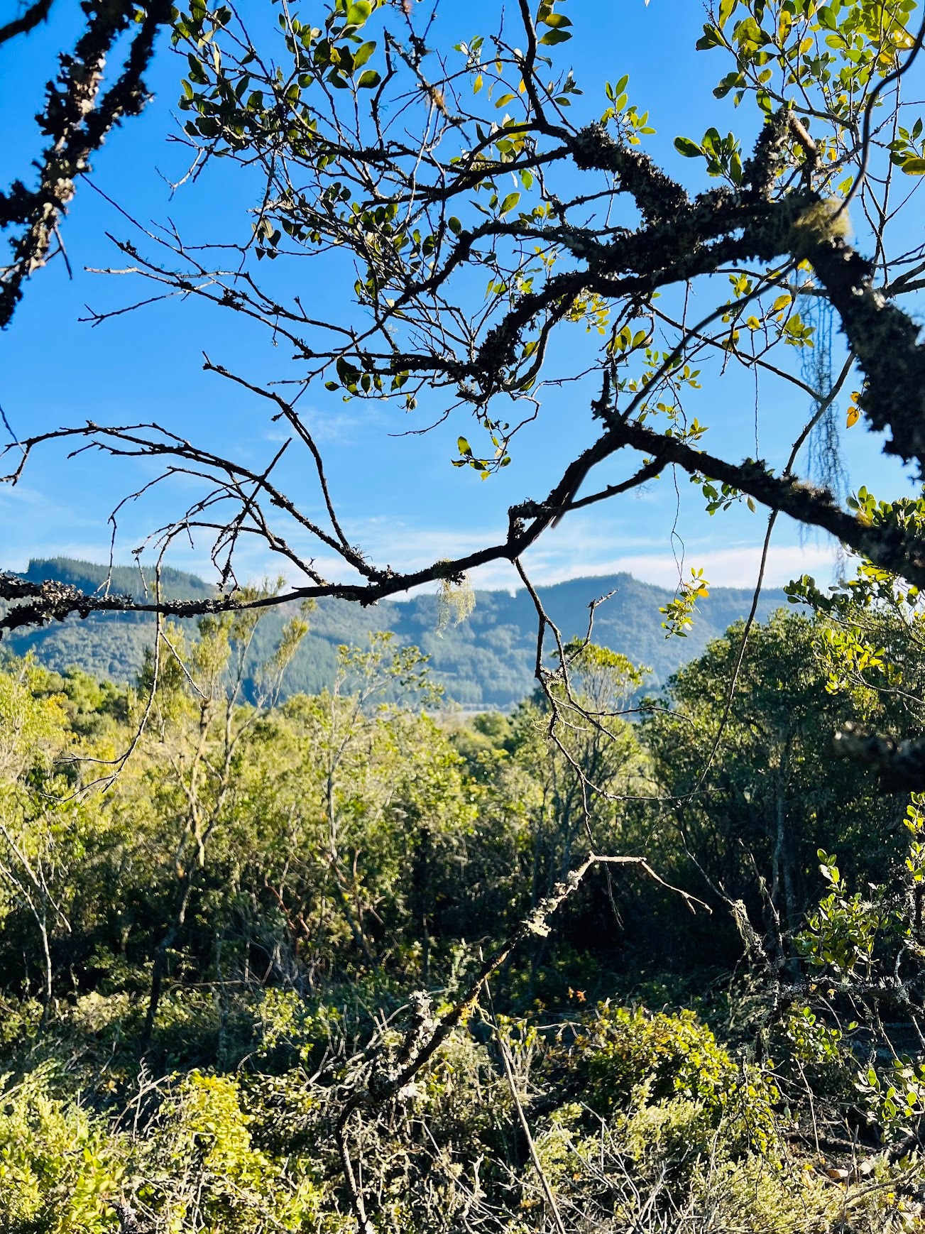 Naturaleza de Colbún y cordillera